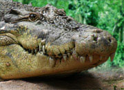 saltwater-crocodile-banner