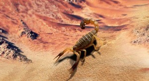 scorpion-in-desert