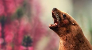 see-lion-mouth