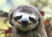 sloth-banner