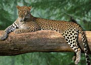 south-arabian-leopard-banner