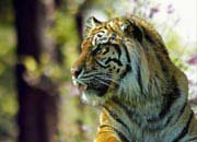 sumatran-tiger-banner