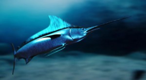 swordfish