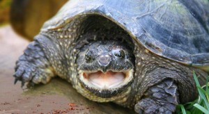 terrapins-shelled