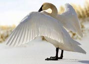 trumpeter-swans-banner