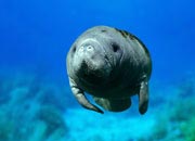 west-indian-manatee-banner