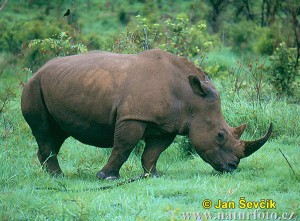white-rhinoceros-ceratotherium-simum