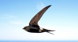 white-rumped-swift