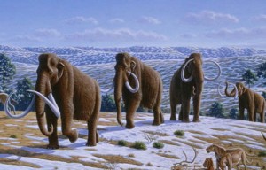 woolly_mammoth