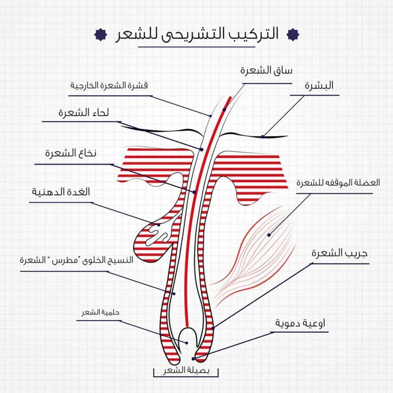 الصلع عند الرجال