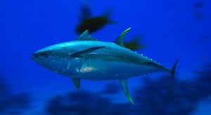 yellowfin-tuna