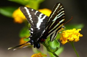 Zebra Swallowtail Butterfly - Eurytides marcellus