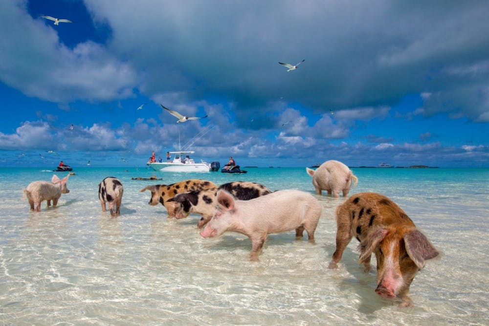 أغرب تصرفات الحيوانات : شاطئ الخنزير بيج ماي - جزر البهاما