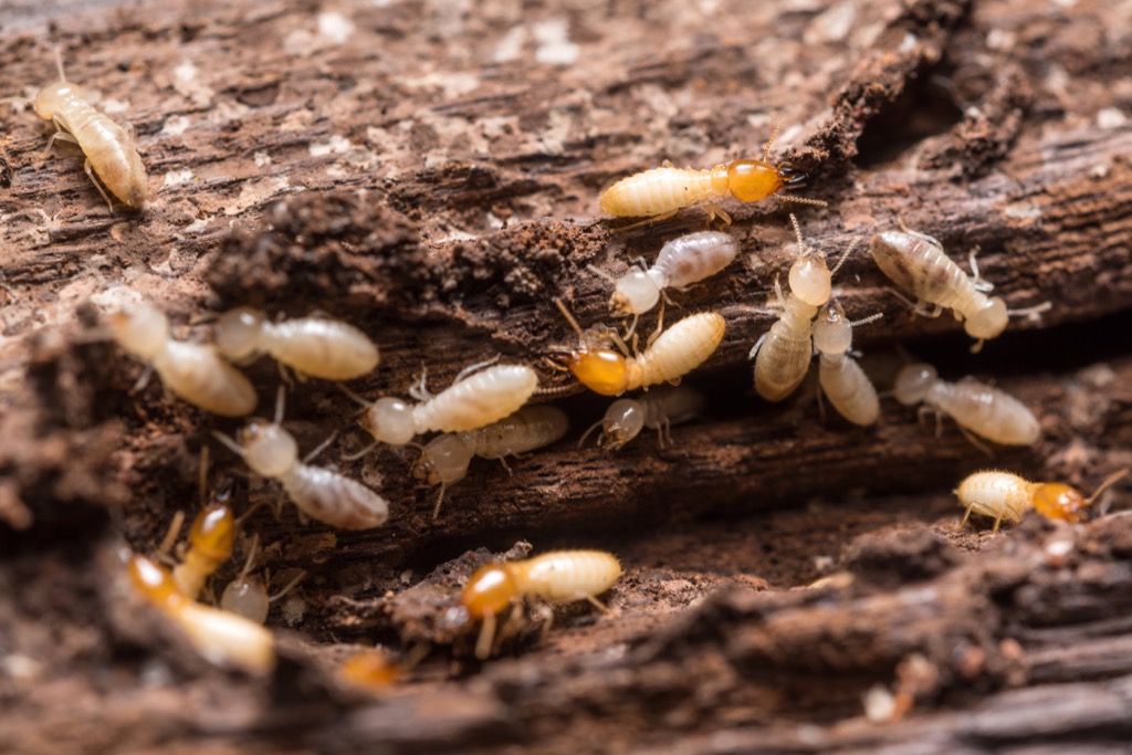 الحشرة الأطول عمرا هي النمل الأبيض