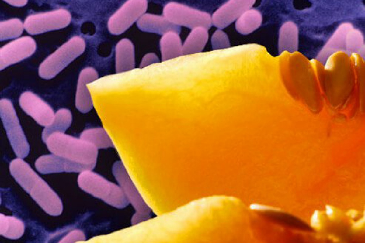 أسباب التسمم الغذائي : بكتيريا الليستريا