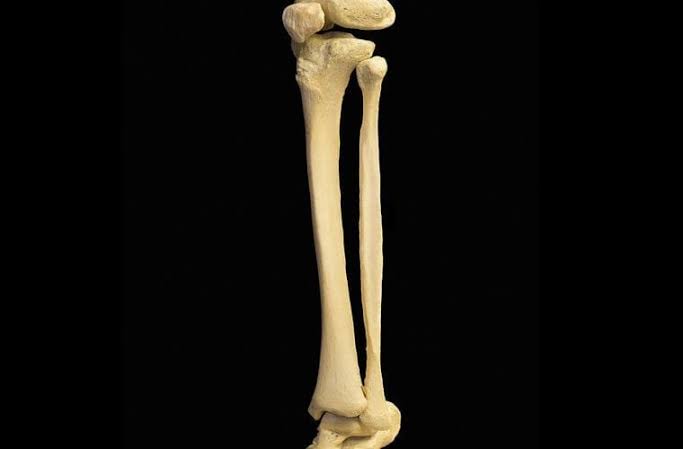 حبوب الكينوا مفيدة لصحة العظام