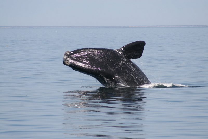 الحيتان البالينية