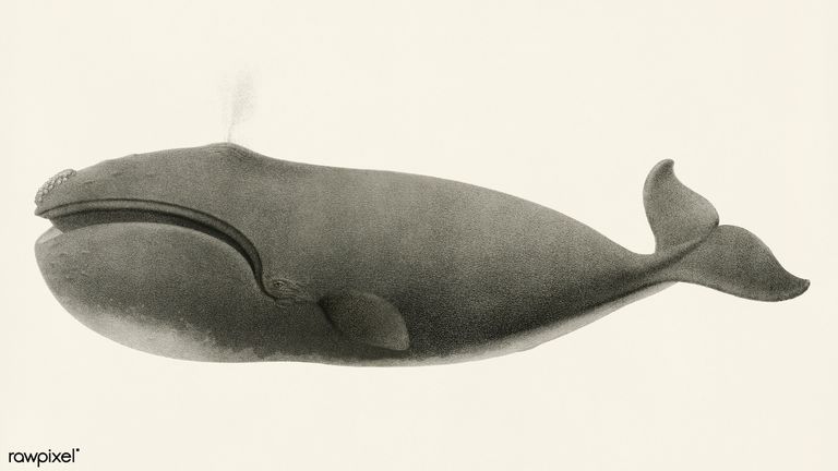 الحيتان البالينية