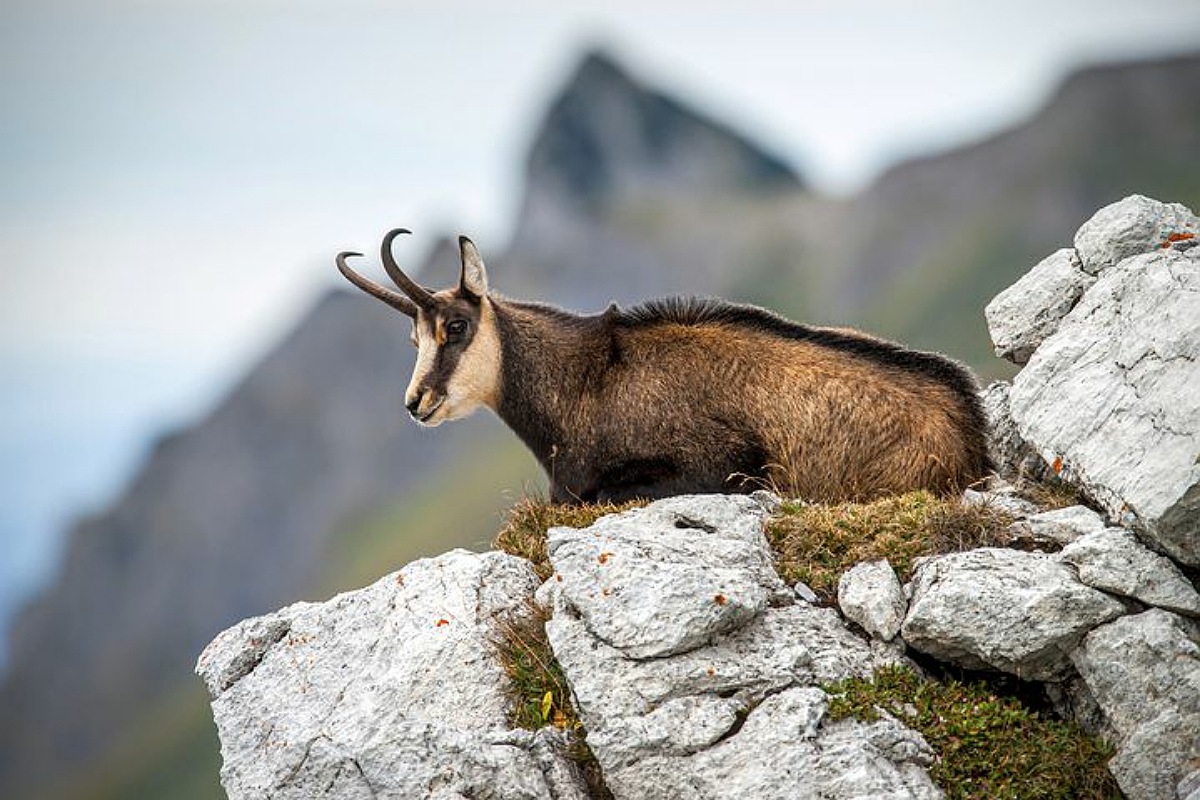 حيوانات جبال الألب : الشمواه