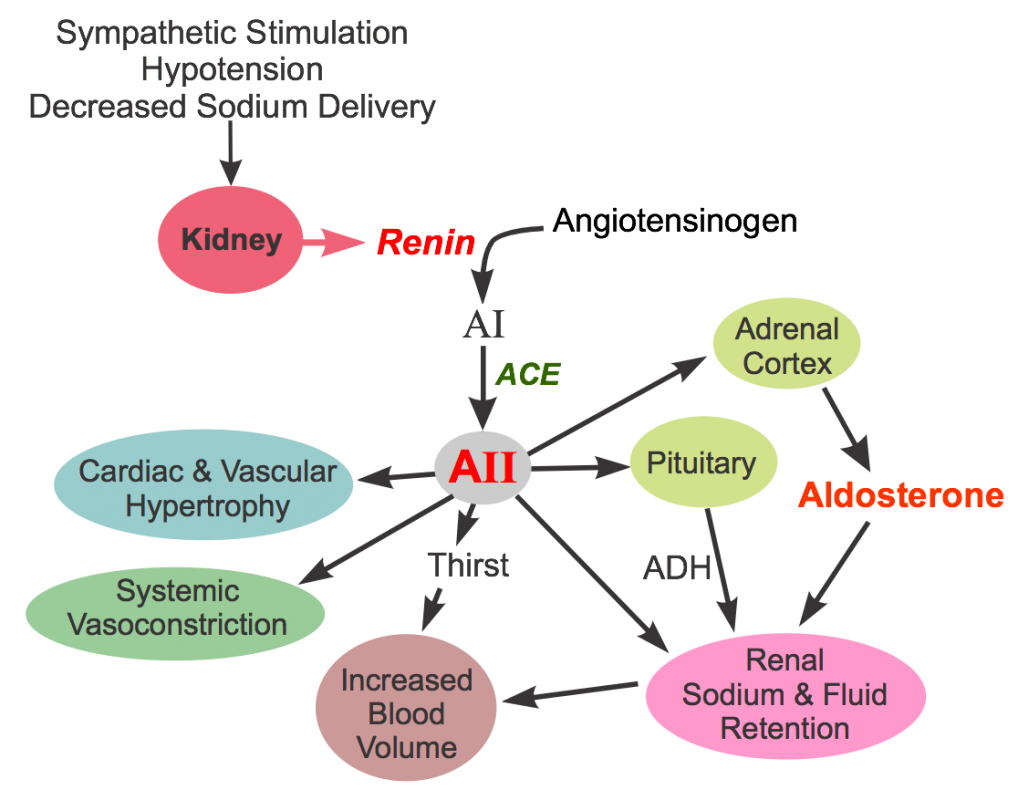 طريقة عمل مثبطات الإنزيم المحول للأنجيوتنسين