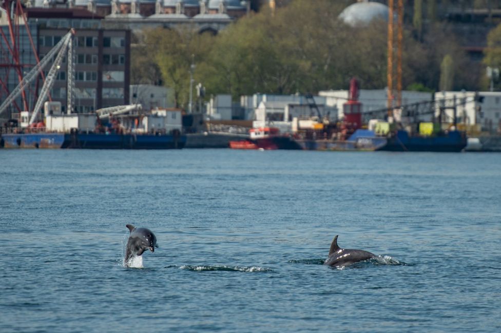 عجائب و غرائب الحيوانات : دلافين في اسطنبول