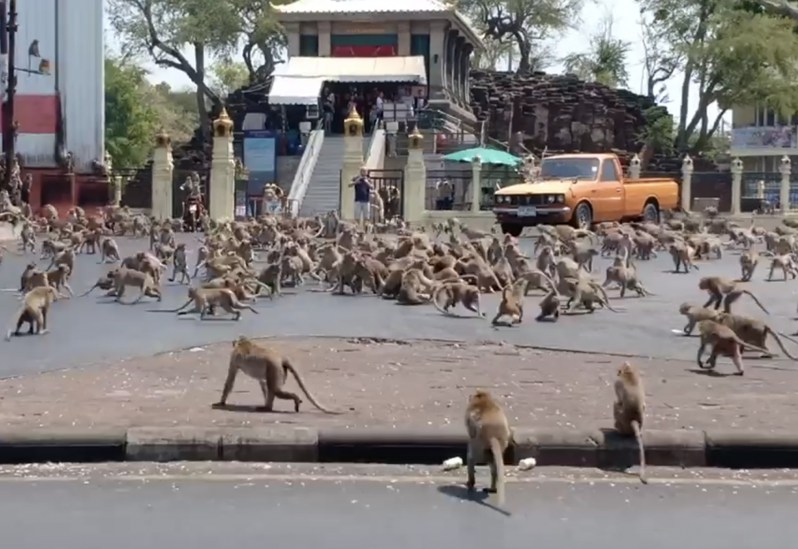 عجائب و غرائب الحيوانات : معركة بين القرود في تايلاند