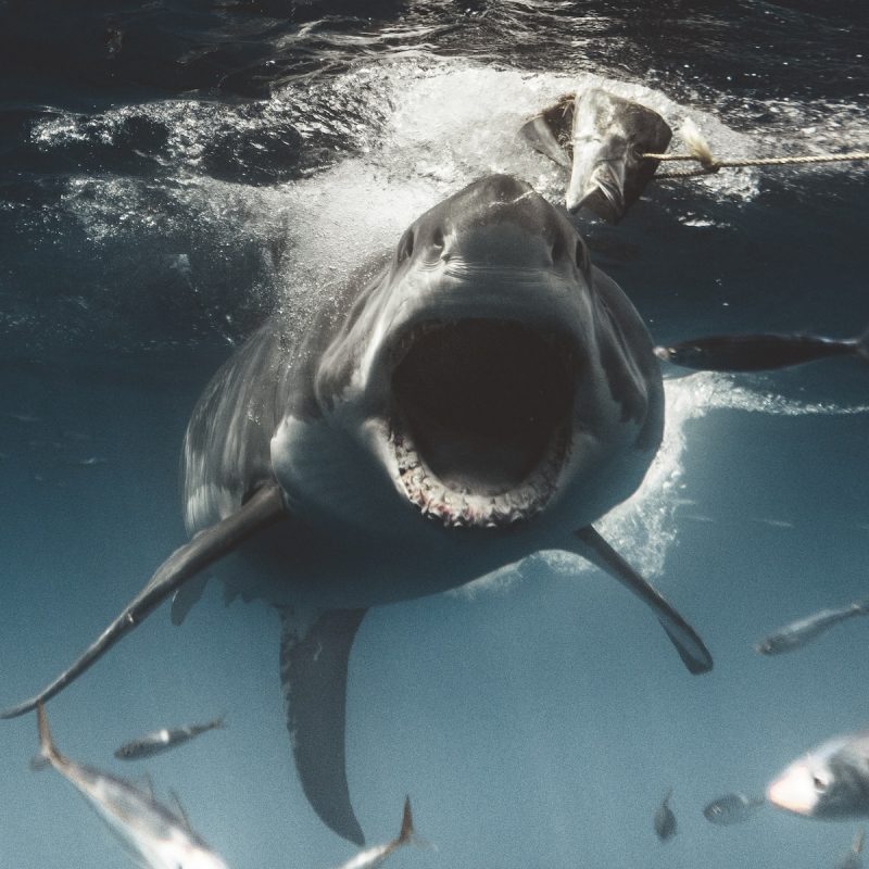 أخطر أنواع أسماك القرش