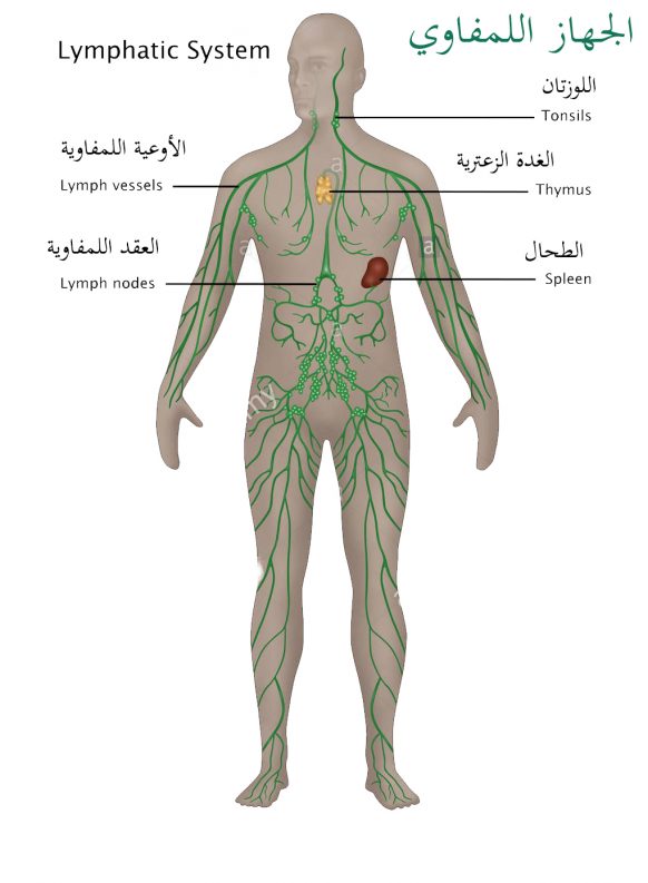 أعضاء وأجهزة الجسم