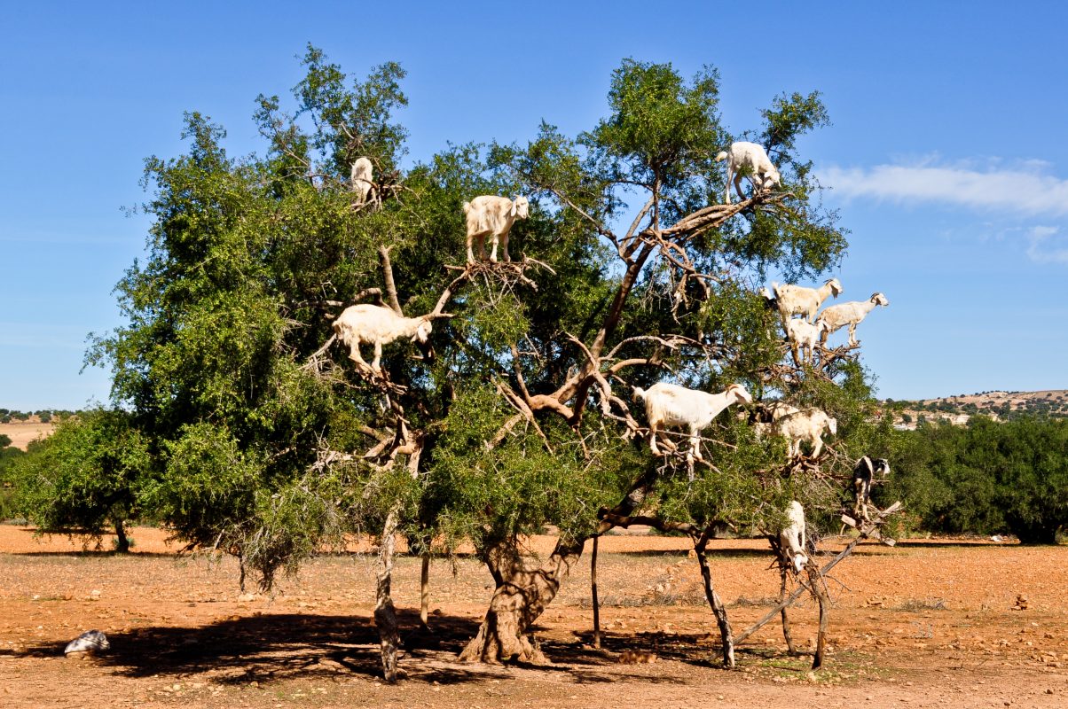 أغرب تصرفات الحيوانات : شجرة ماعز المغرب - تمري - المغرب