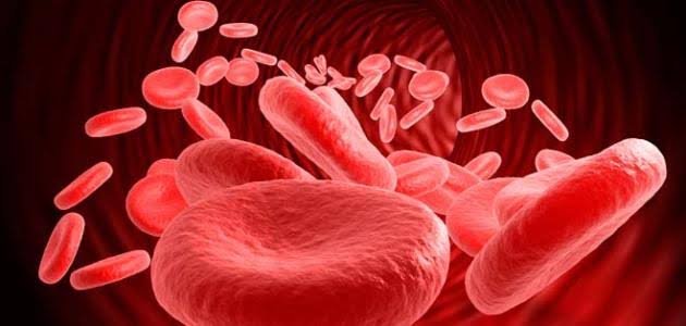 يساعد فيتامين ب ١٢ علي تكوين كرات الدم الحمراء