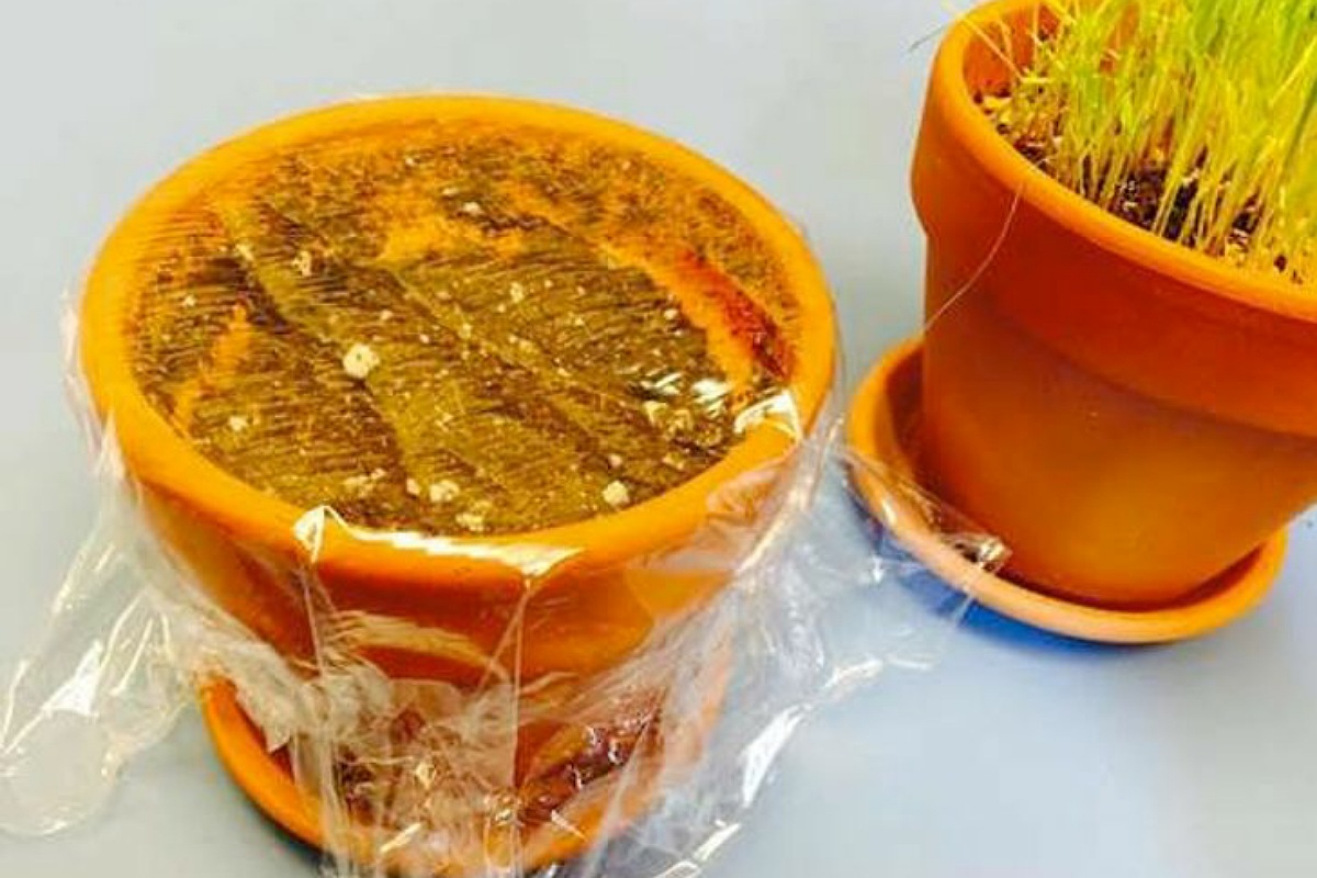 استخدام غلاف الطعام البلاستيكي تسريع إنبات البذور